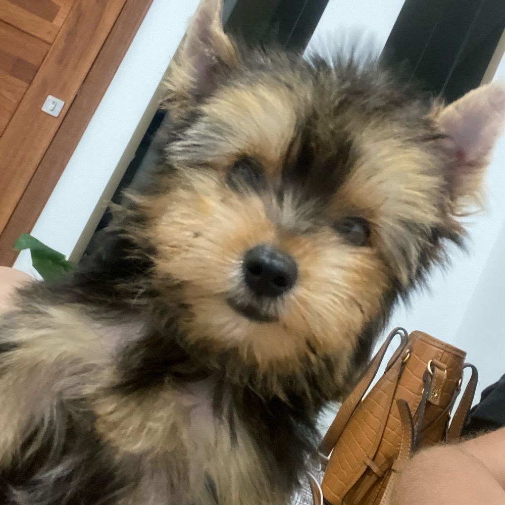 duda volei billie eilish