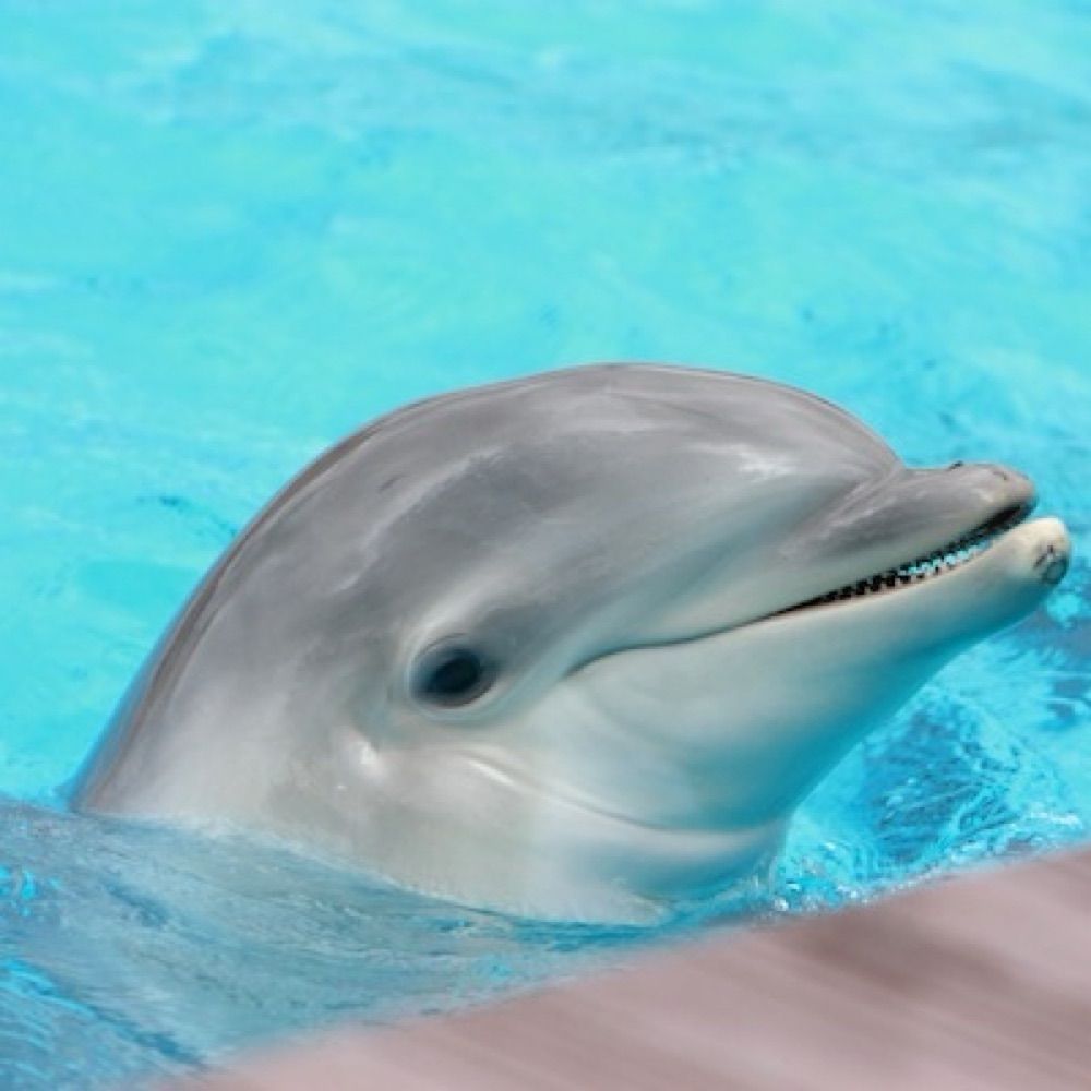 DoumGuy