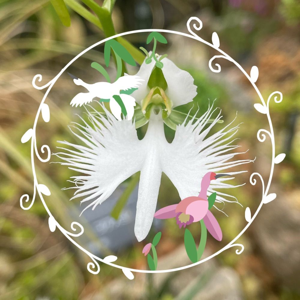 黄色い松虫草