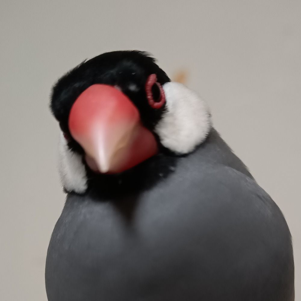 クロミミ