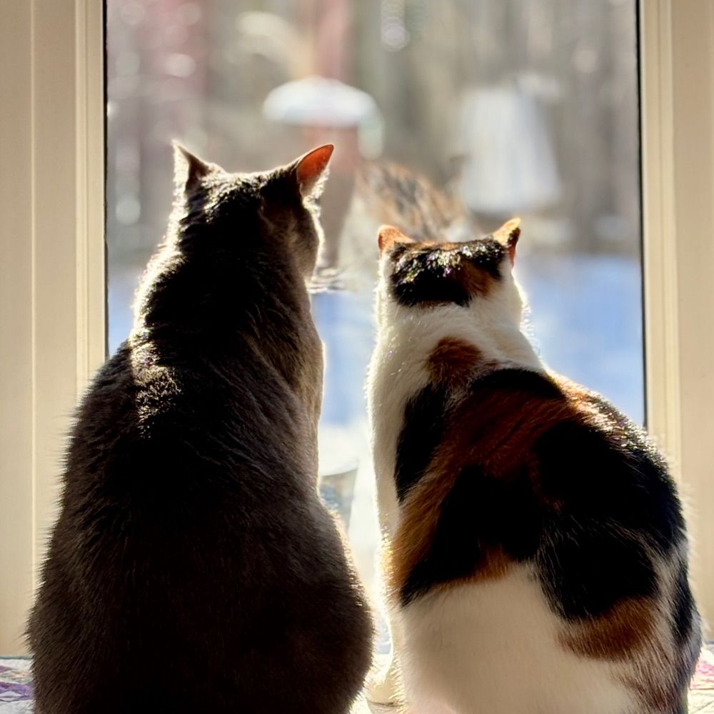 Ziggy & Wren