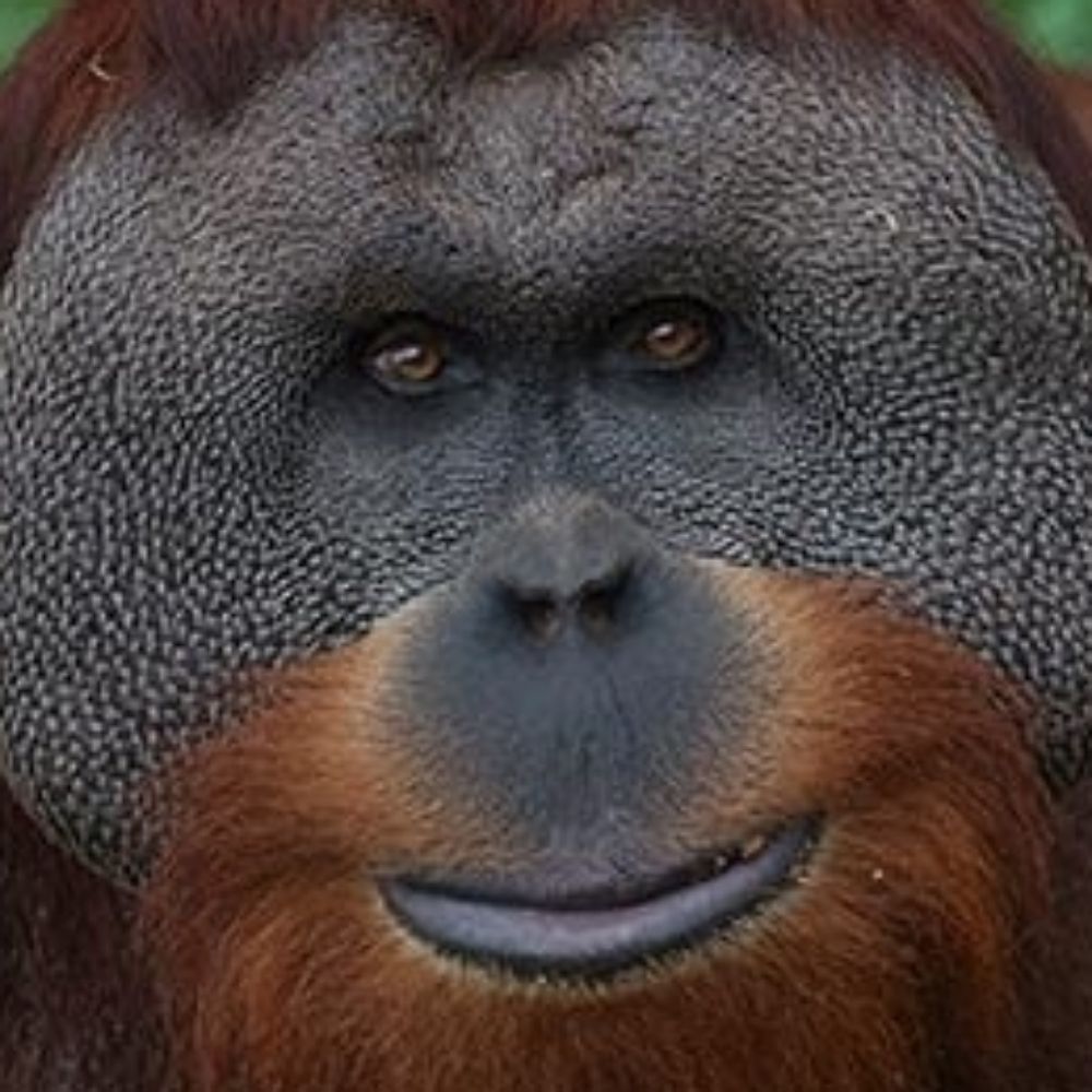 OrangutanMan
