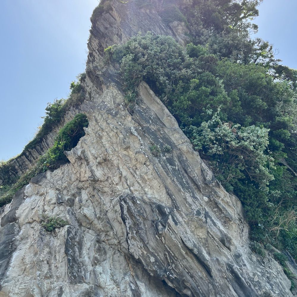 鳩の巣