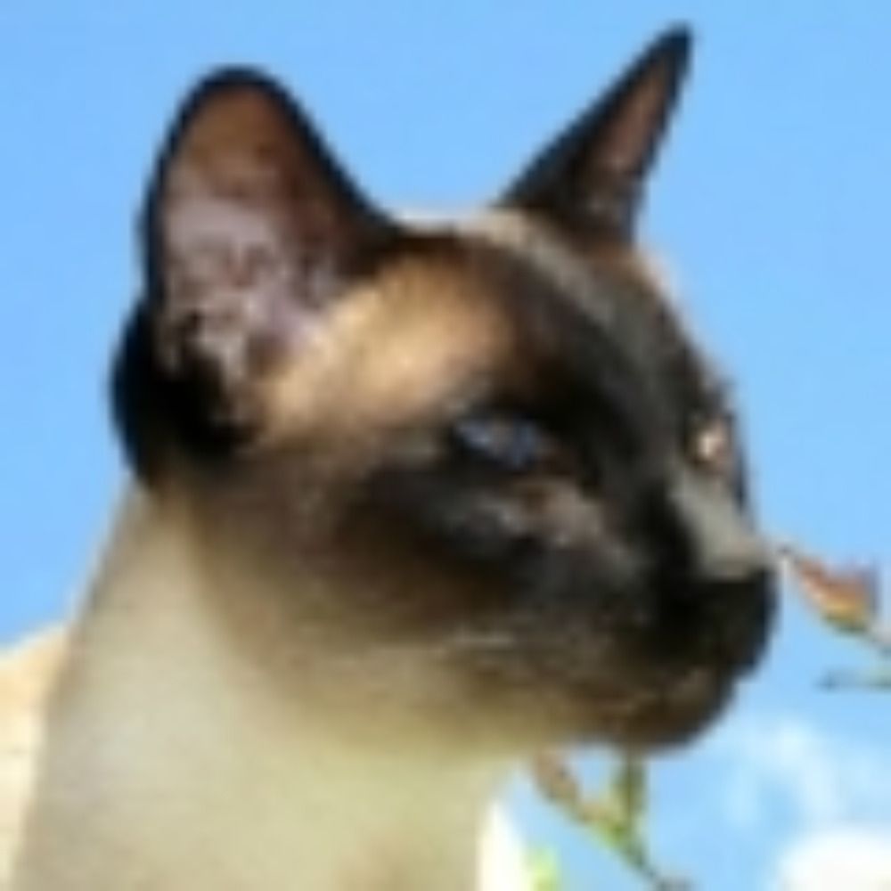 SiameseCaroline's avatar