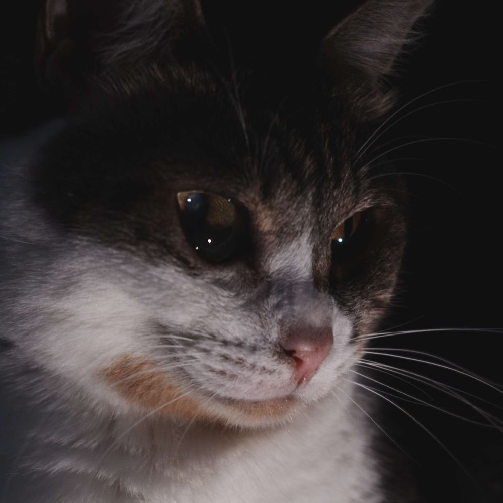 RamCat