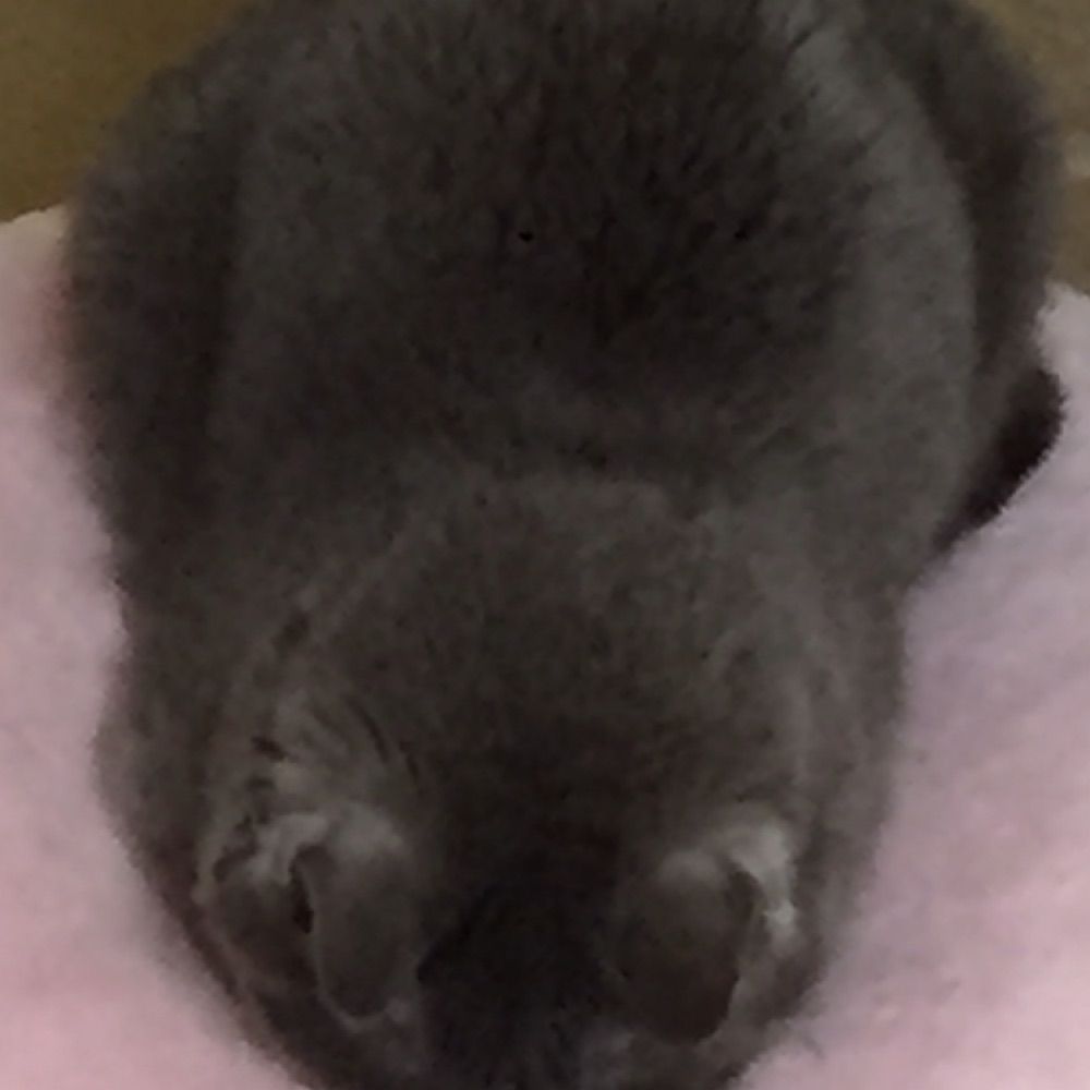 ルナ・モーント