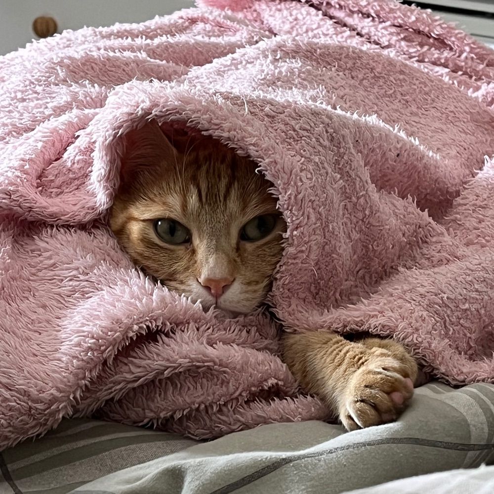nacho :) 🐈