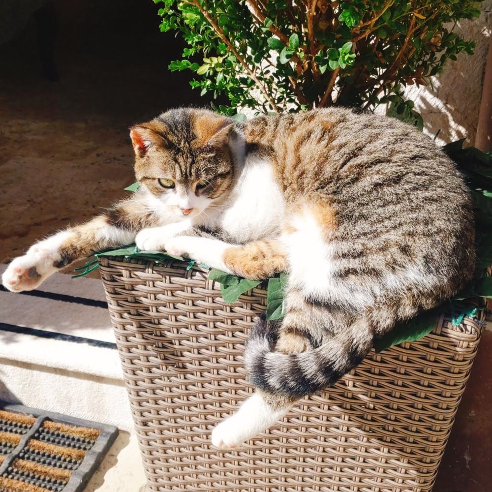 ねこ