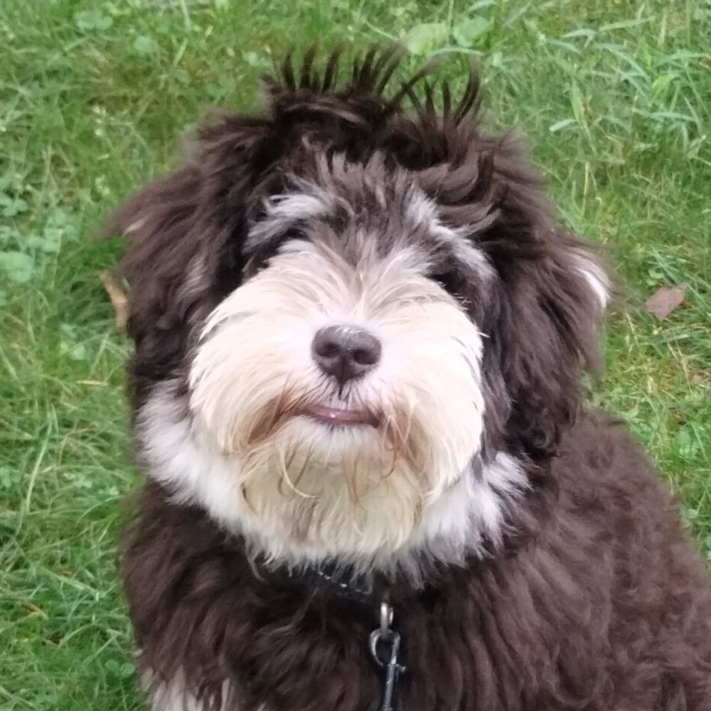 Koda Bear