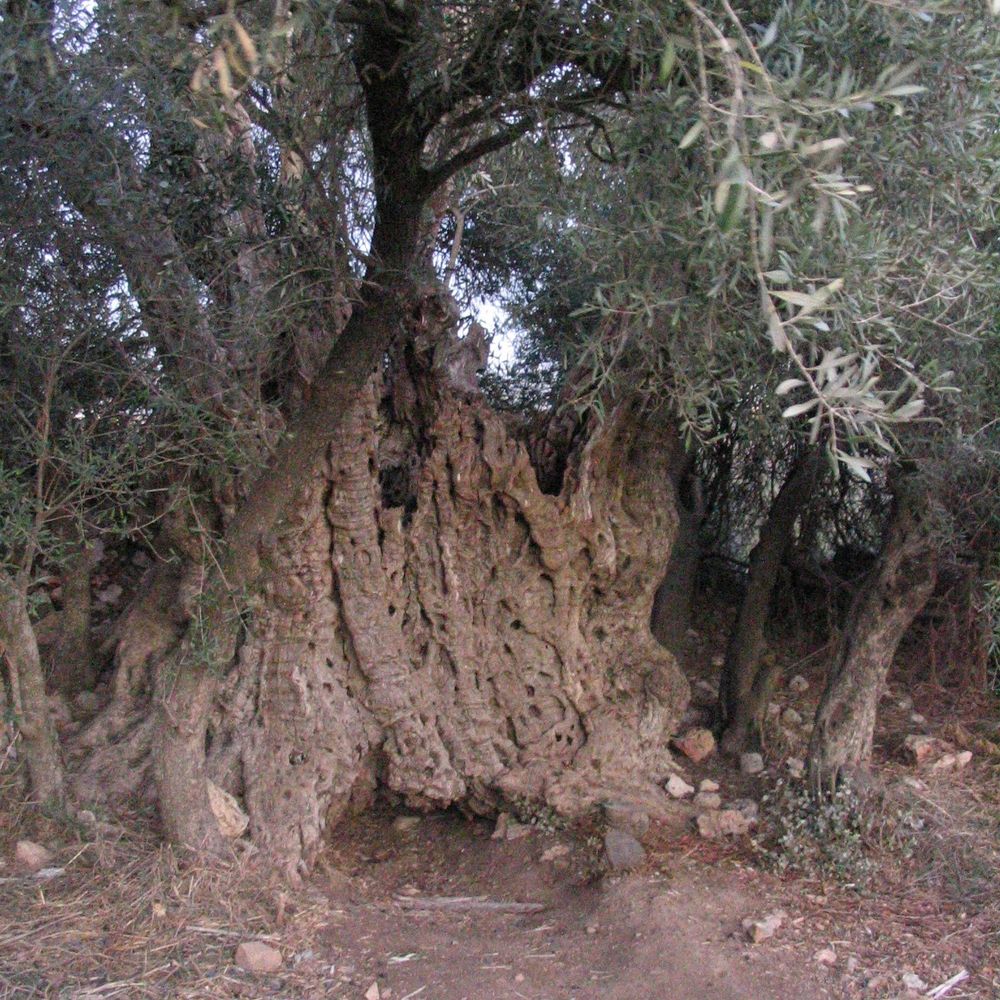 Joy Arbor
