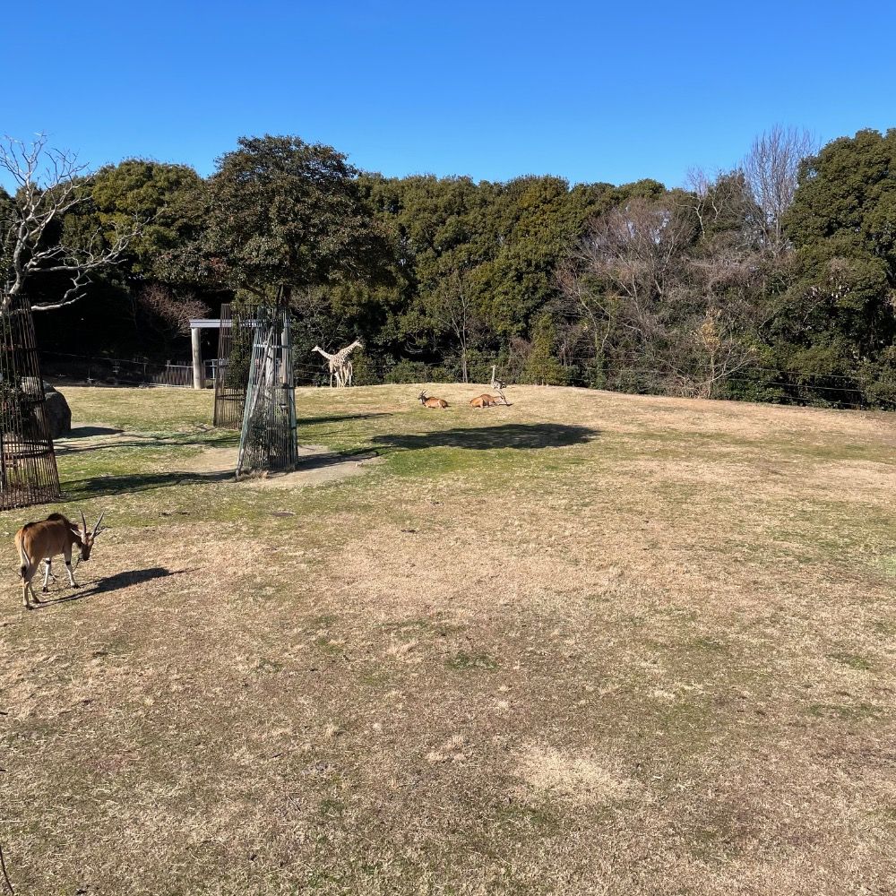 こたつ