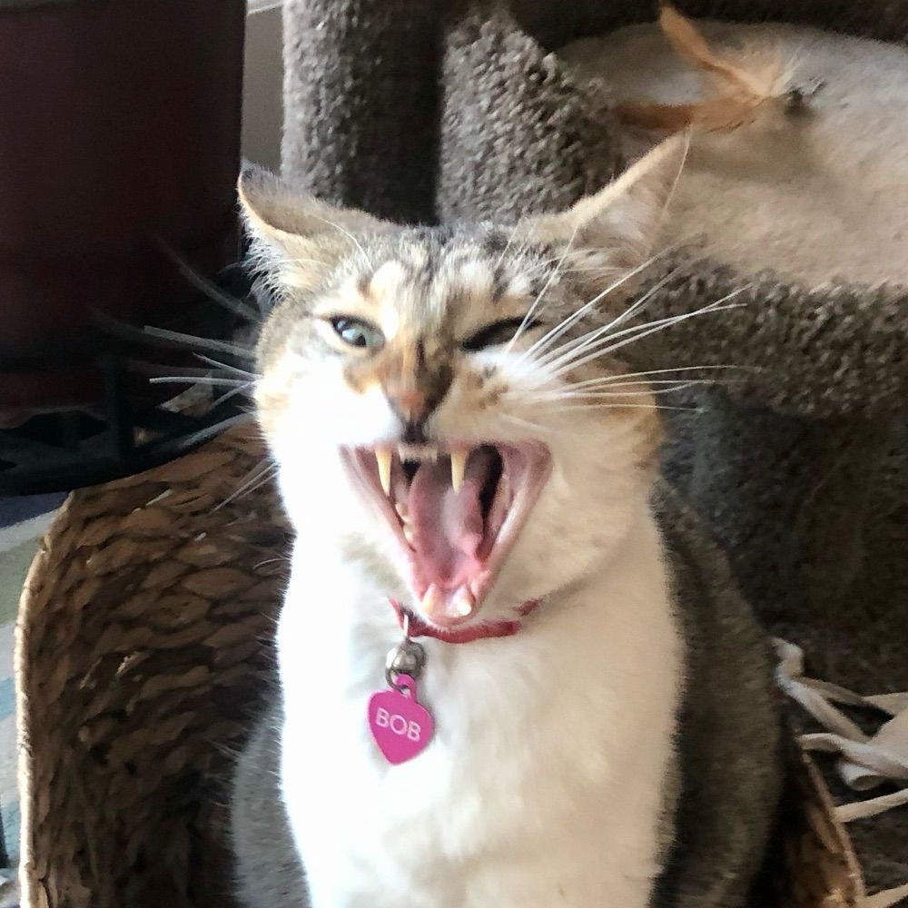 Weather Cat Bob