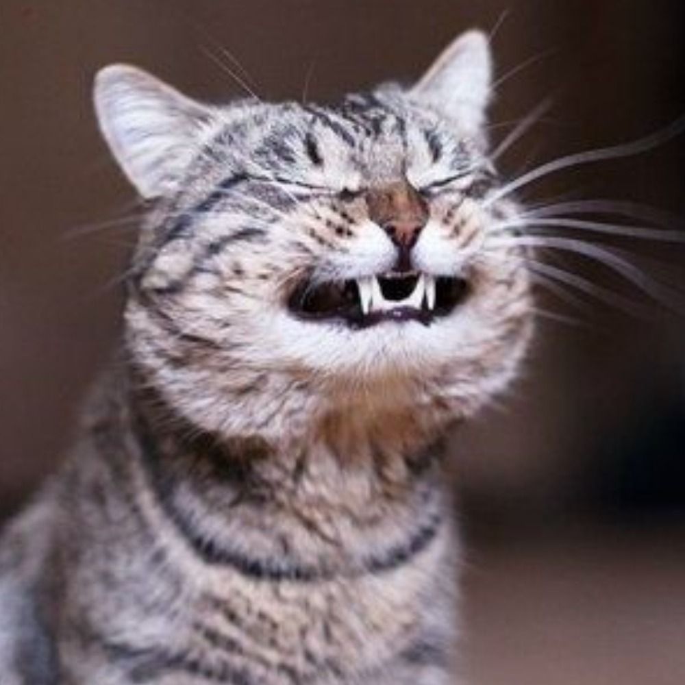 The Mister Cat