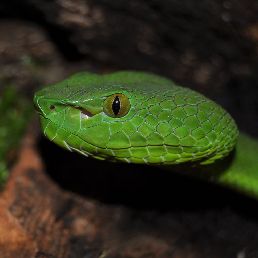 Midlands Bug & Reptile Zoo