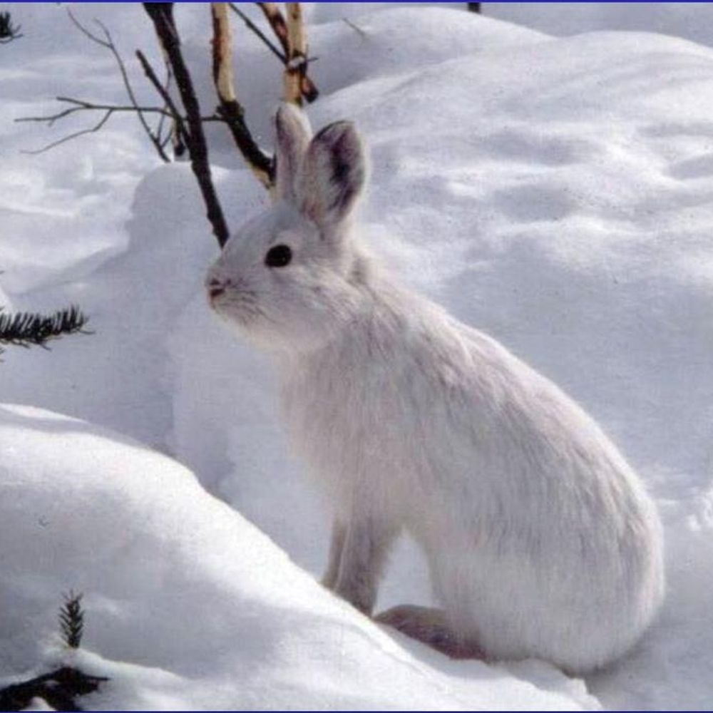 invisible_hare