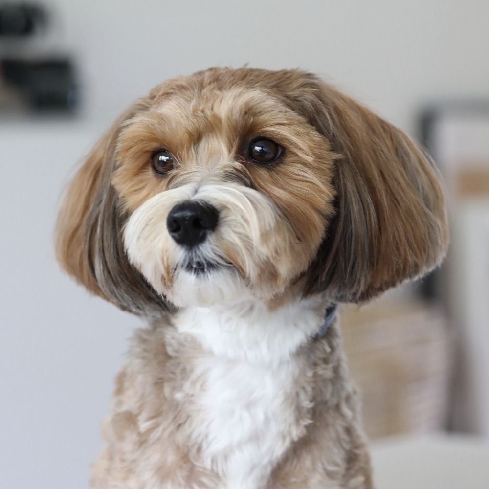 Ilo the Havanese