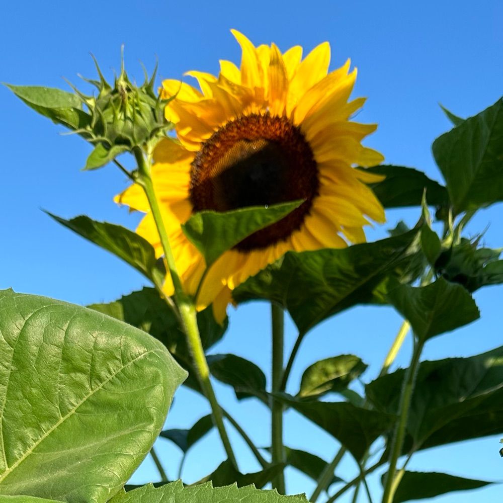 🌻ひまわり🌻