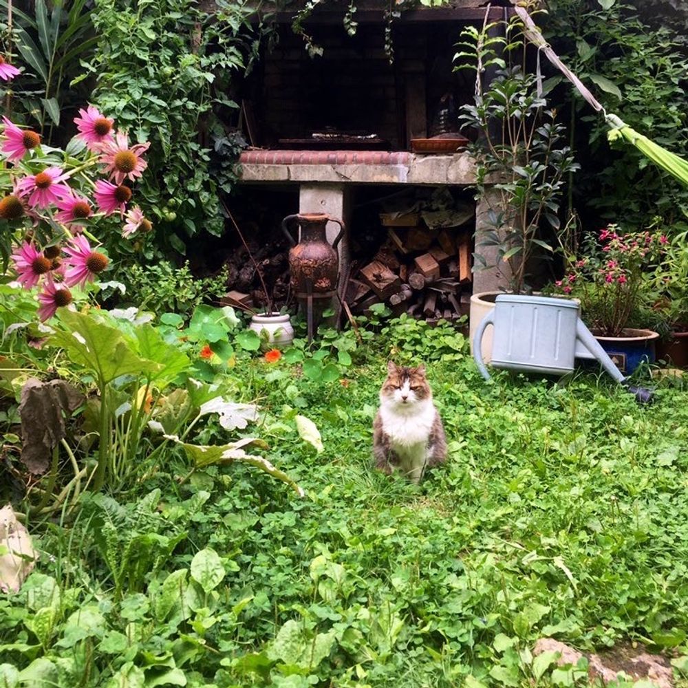 きのこ