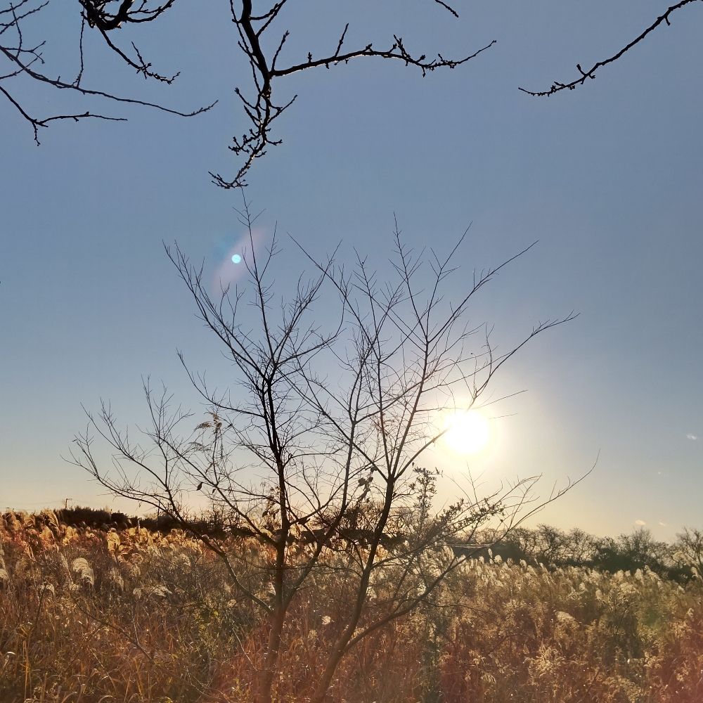 ikusen-no-hoshi.bsky.social