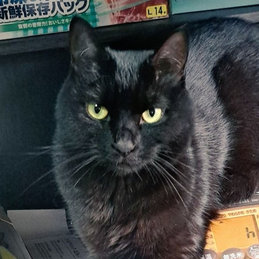 甘月
