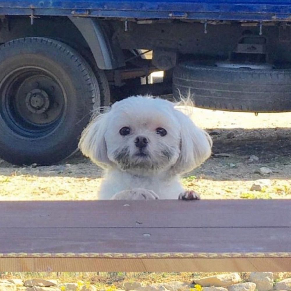 요니