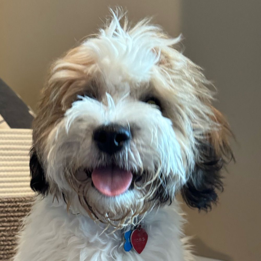 MustLoveDogs