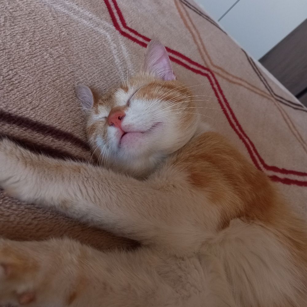 kaio