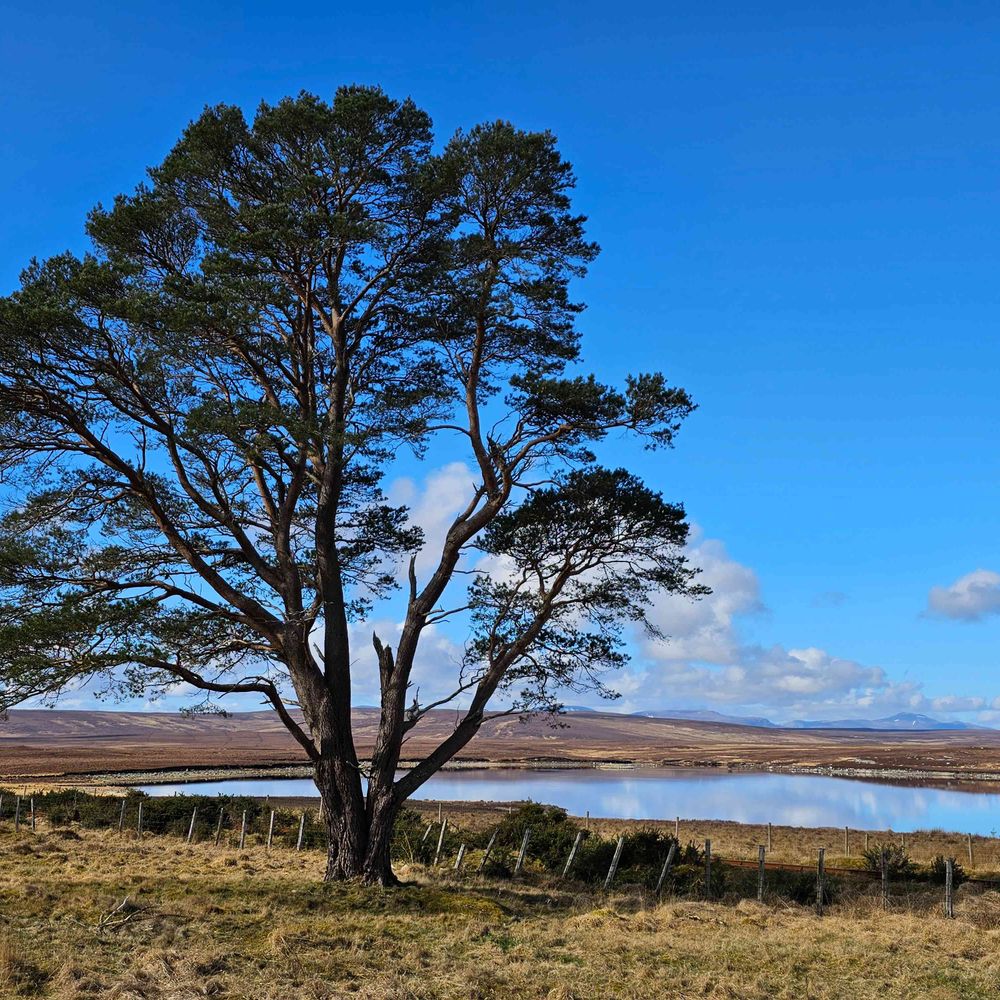 Highlandlass