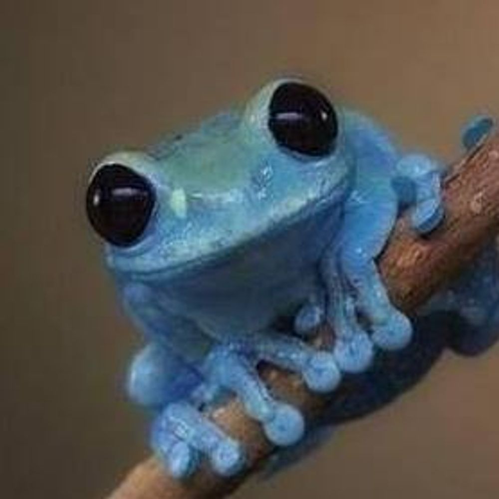 Frosted Froggo