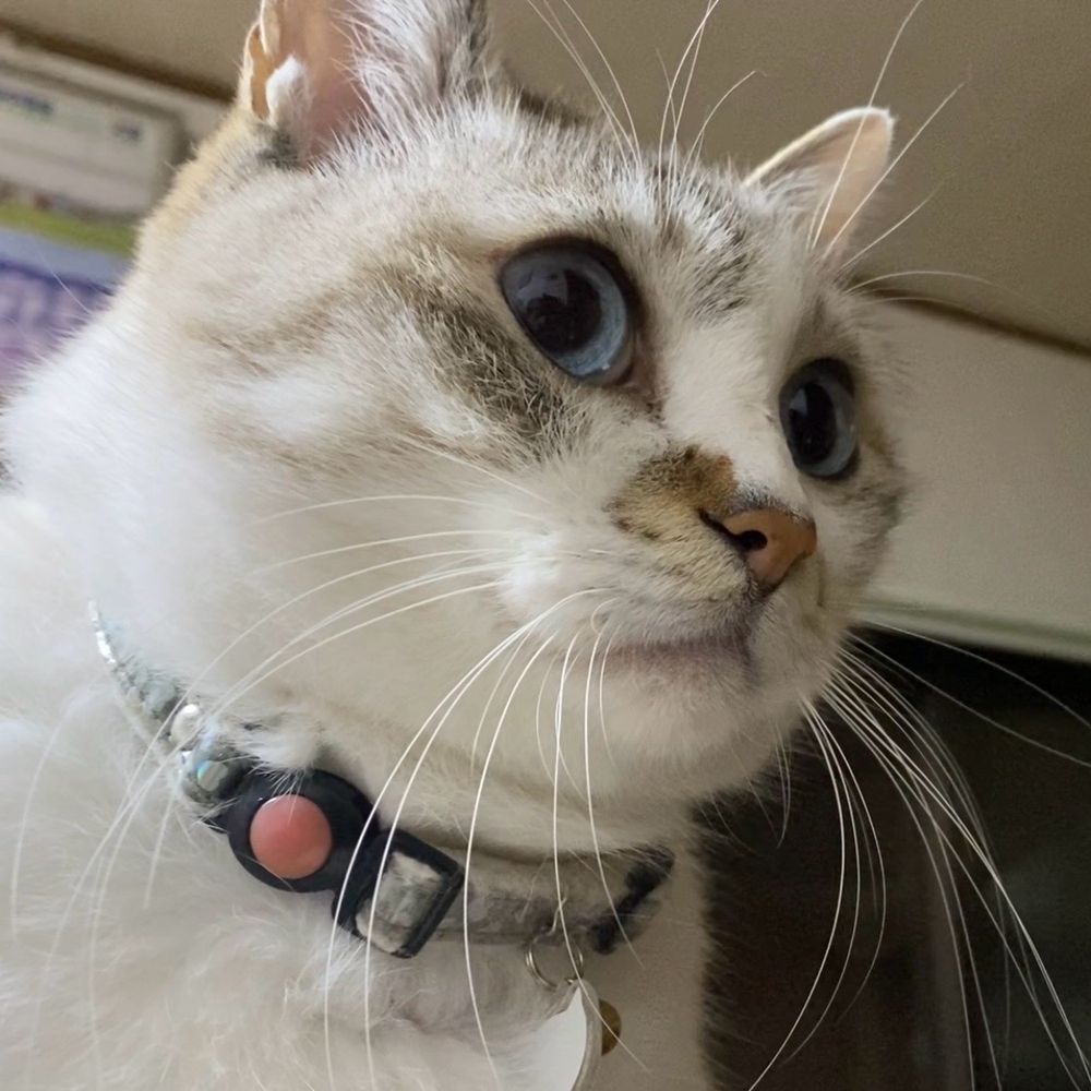 猫ろび丸™