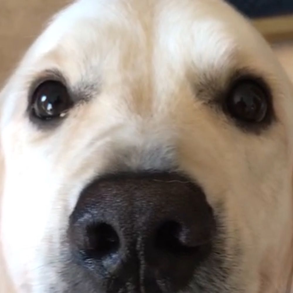 Mr.Dog