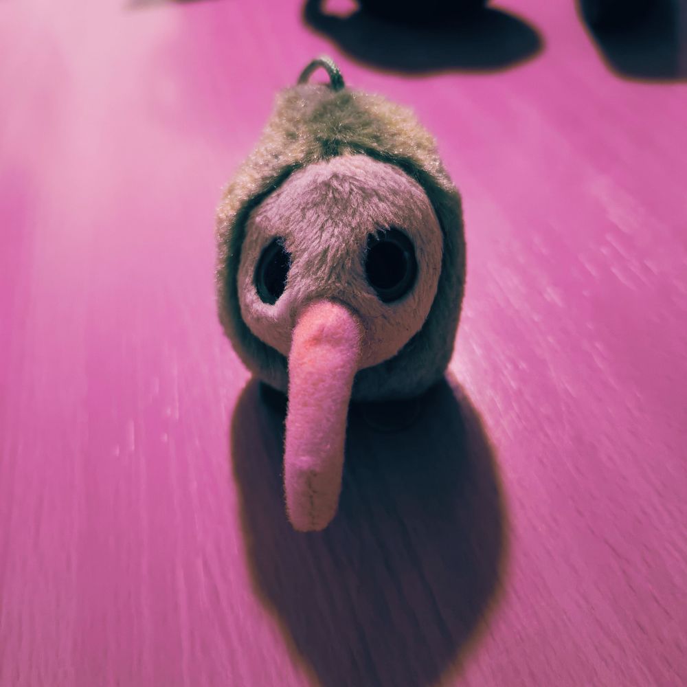 Schnute