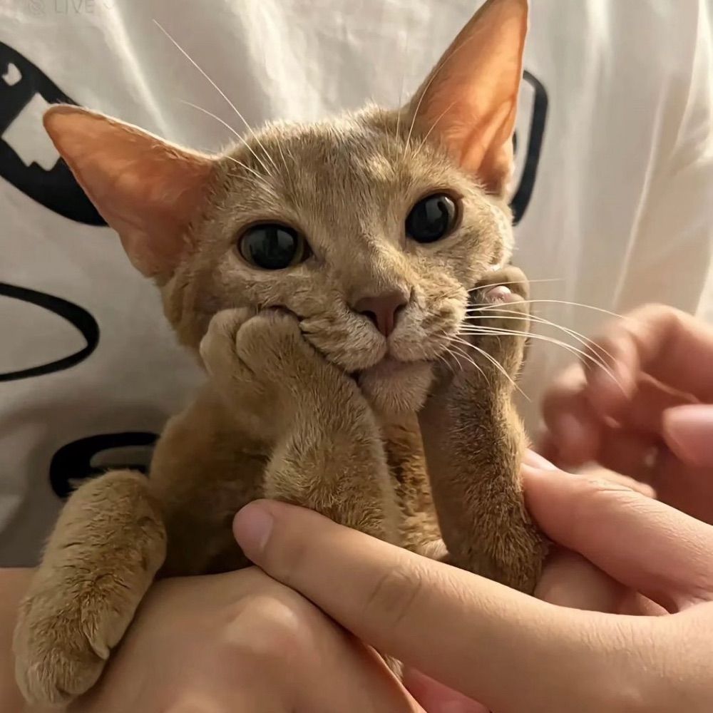 猫老大