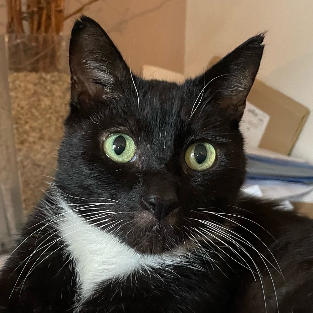 Cat Rescue Chippenham