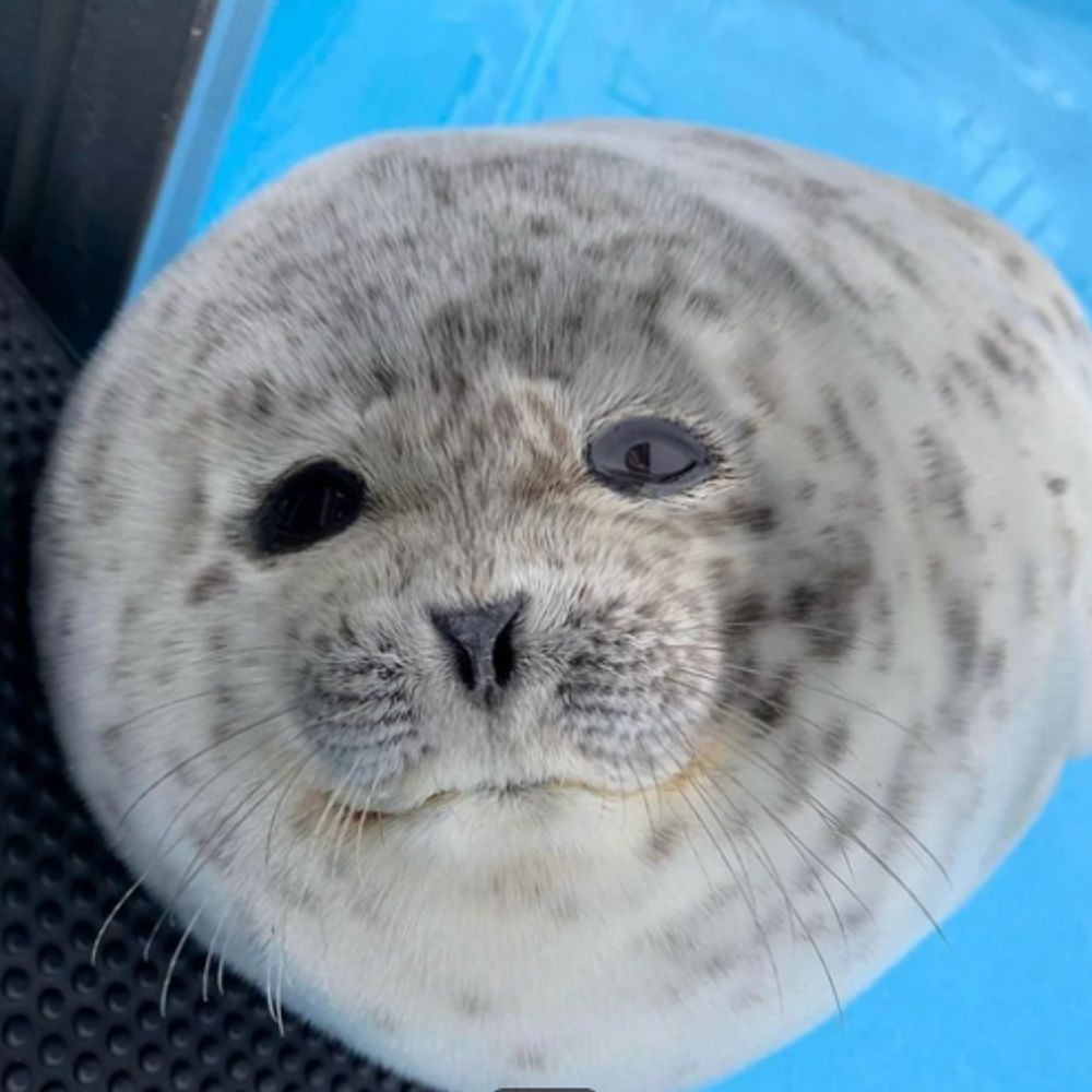 Sandra Seal Enjoyer