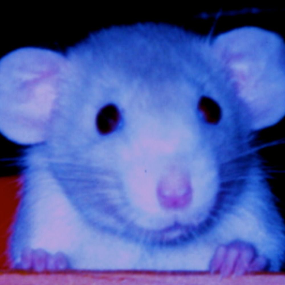 ChromaticRat