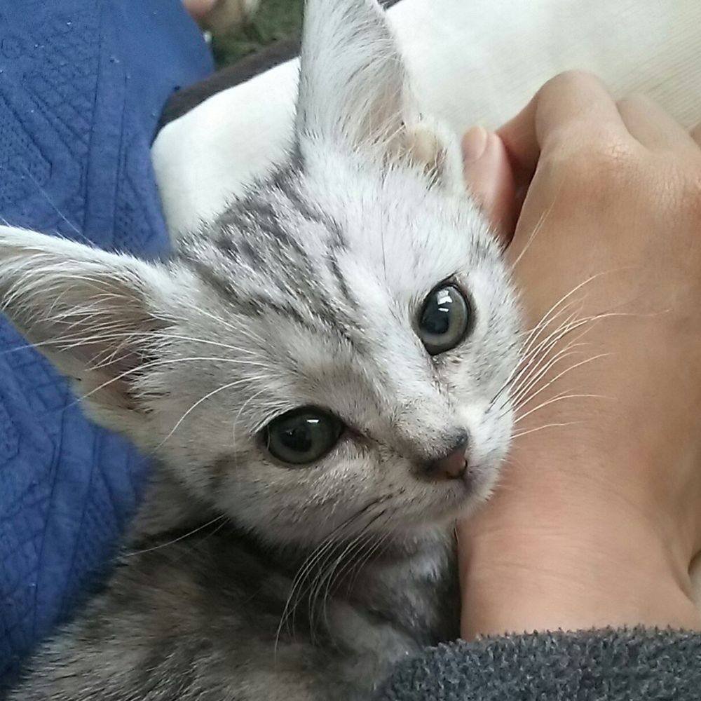 eko