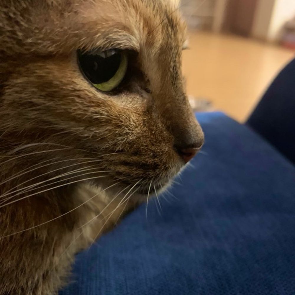 mgCATZ
