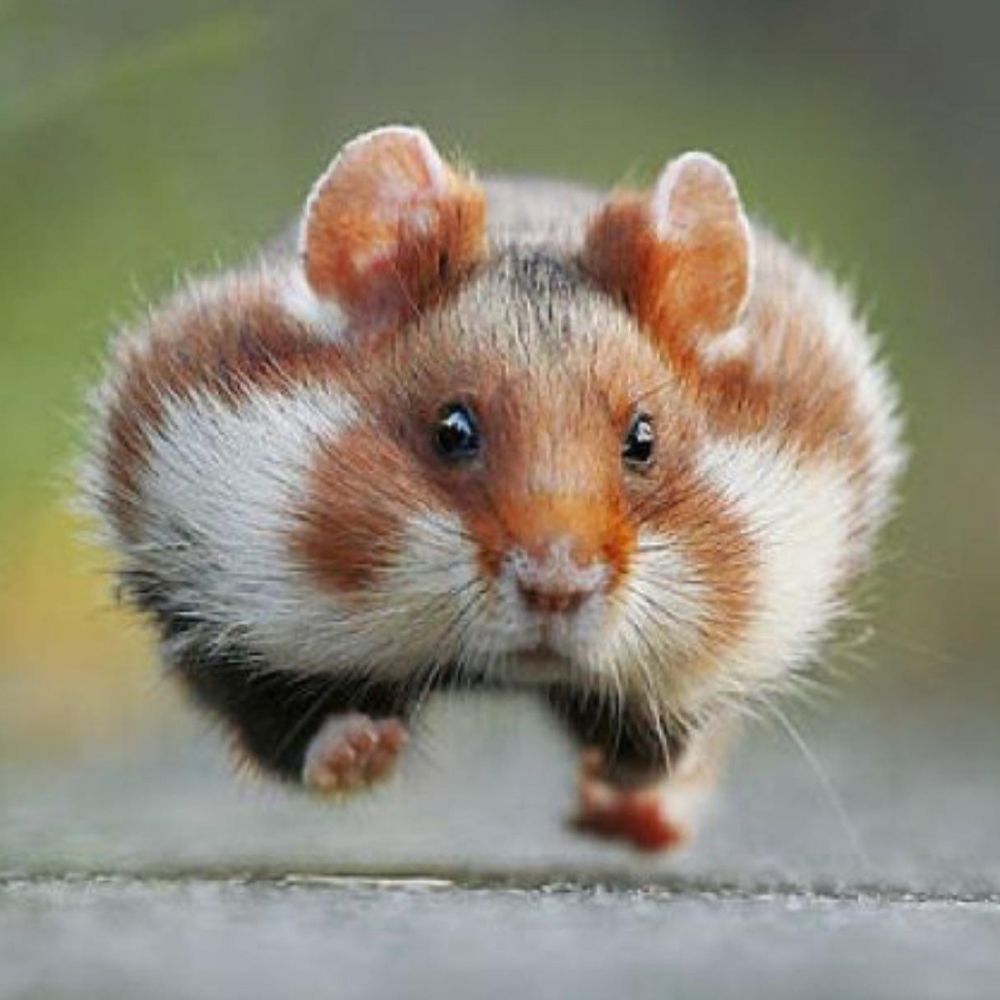 Running Hamster