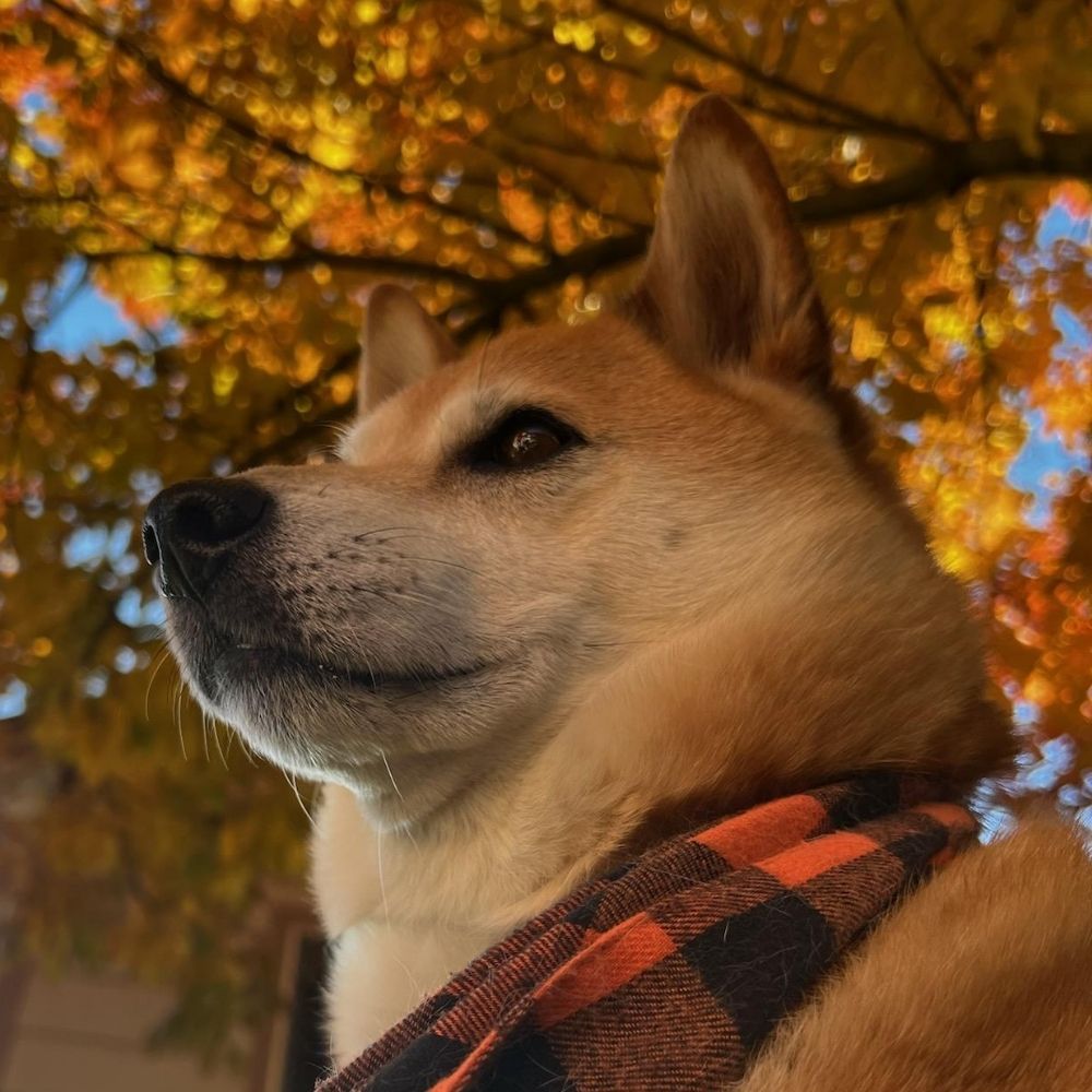 Probably A Dog