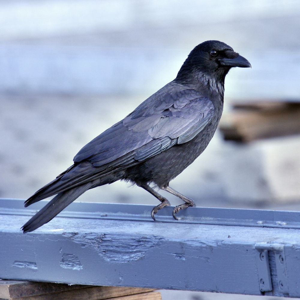 crow
