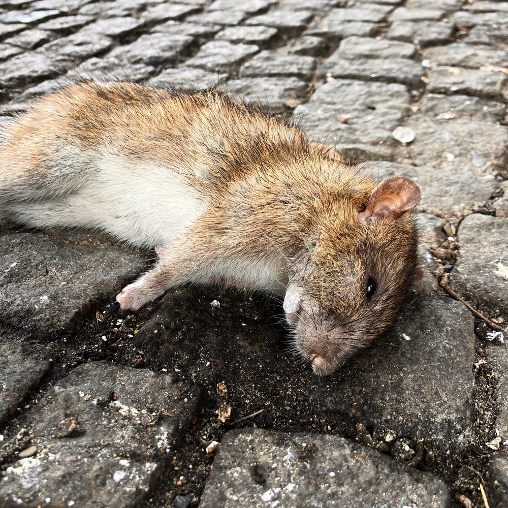 Dead Rats of Berlin 🐀💀🪦