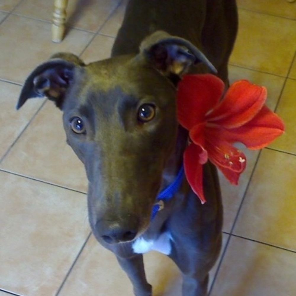 Zara The Greyhound