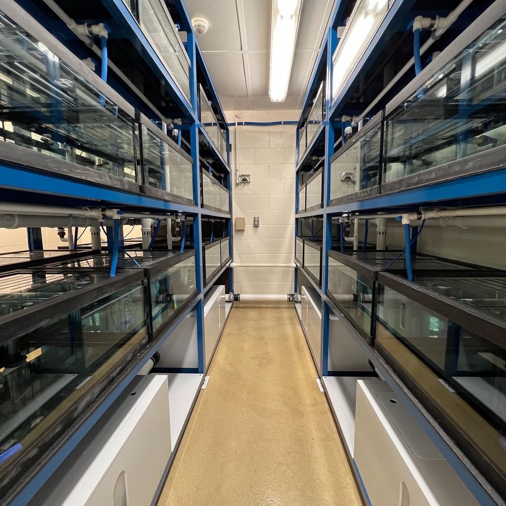 Stickleback Stock Center at UConn