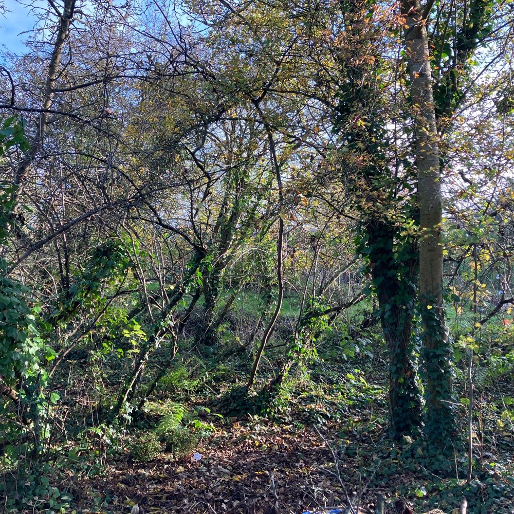The Woodland Allotment
