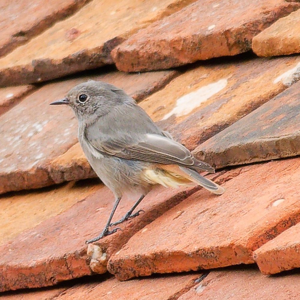 Richard Harbird