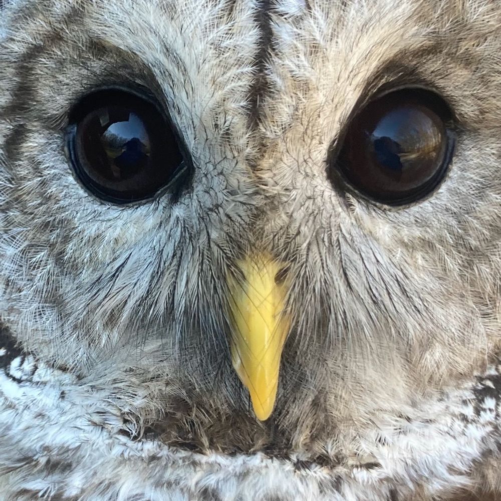 Hoots