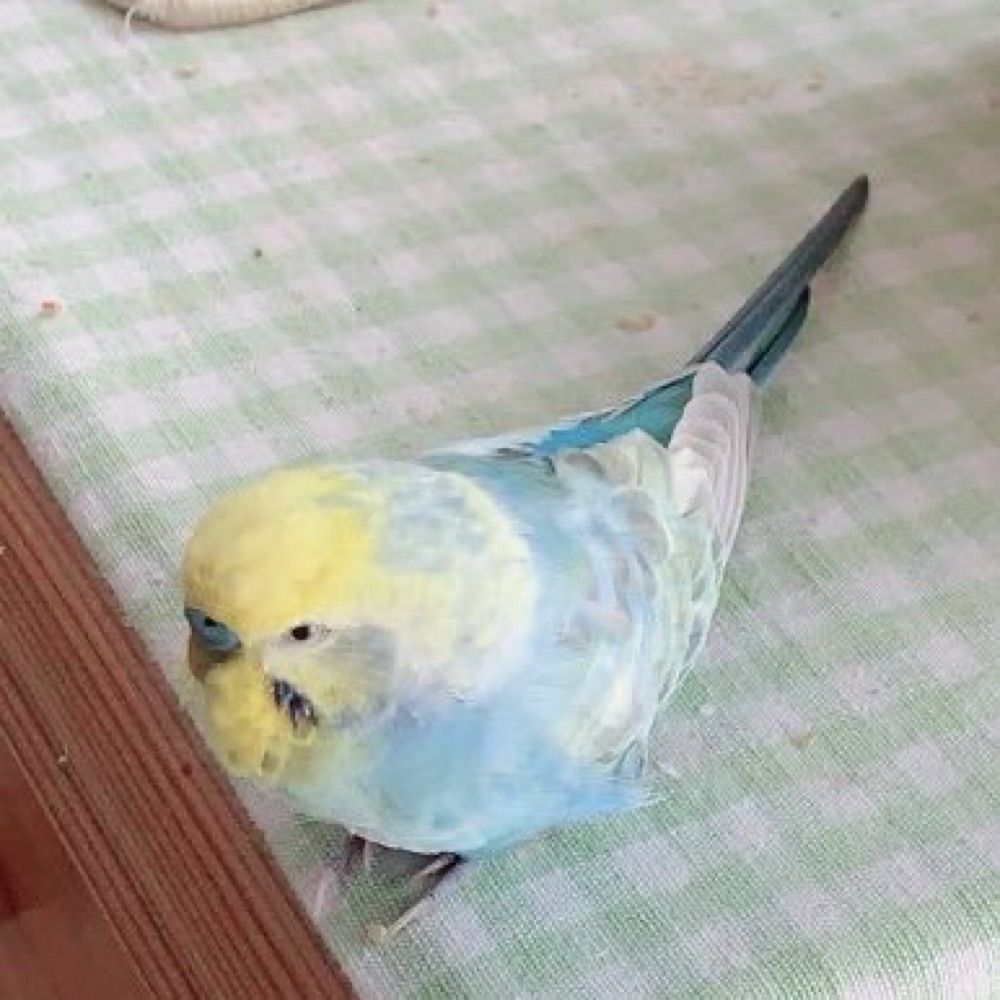 ふりふりフィーニ💫