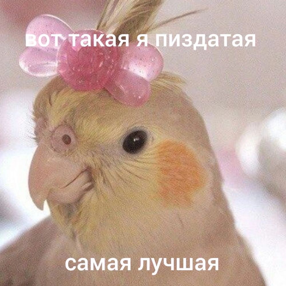 У меня такой интеллектуальный твиттер, конечно