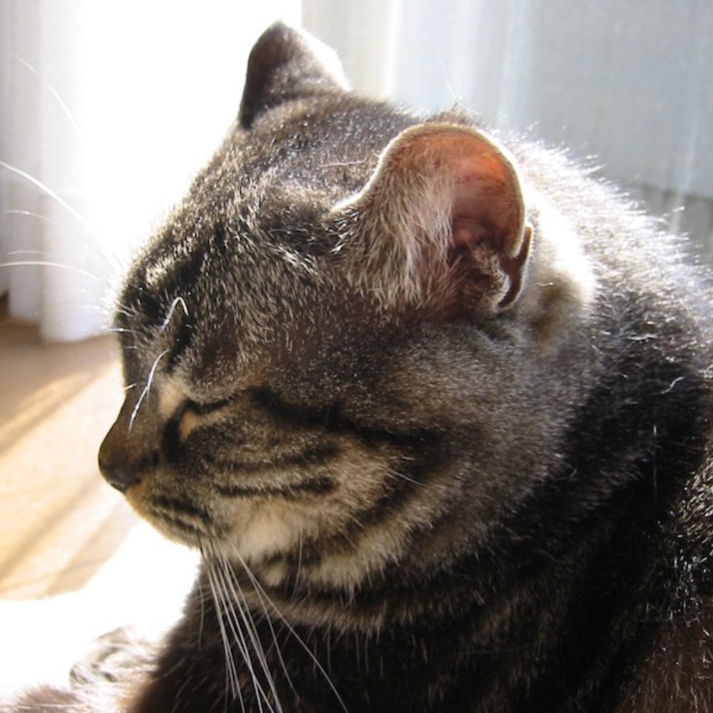 もじぃ 🙀